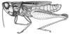 Fig. 50 (after paratype, Puntas Arroyo Laureles). male habitus. Depicts Borellia alejomesai Carbonell, 1995, an Otu.