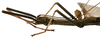 CollectionObject 1564005; fa58844b-c3cf-4249-9bc3-8d4e75f4452d: copyright ISNB, Brussels. male: head and thorax, lateral view (paratype). (CollectionObject).