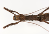 CollectionObject 1562366; 18015c91-8d6b-4b85-b5ad-3bd2e02bbe64: copyright ZMUH, Hamburg. female: head & thorax, dorsal view (syntype). (CollectionObject).