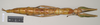 CollectionObject 1558955; NHMUK(SF IMPORT DUPLICATE) 845032-845033, 4e8d0c27-a64b-4074-a309-7ee10b0cb76a: copyright Natural History Museum, London. female (syntype). (CollectionObject).