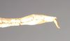 CollectionObject 1558002; NHMUK(SF IMPORT DUPLICATE) 844908, 0cfc66bd-3b25-4a1e-b2d1-f8ea4f367555: copyright Natural History Museum, London. female: end of abdomen, lateral view of synonym Gratidia turca (holotype). (CollectionObject).