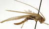 CollectionObject 1529690; 0ed2cdb2-fefe-491d-9145-58e63dfeda68: female, lateral view (holotype). (CollectionObject).