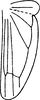 Hind wing: Hind wing. (Observation).
