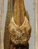 CollectionObject 1535917; 79e04f77-f881-4dab-b6d2-3e0663f30d90: female subgenital plate (allotype). (CollectionObject).