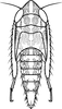 Nymph: (Observation).