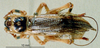 CollectionObject 1536192; NMBA 3225276, 2954aa91-0d22-4cfe-9bbb-7fb6ebe41841: male, dorsal view. (CollectionObject).
