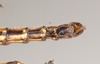 CollectionObject 1558246; 957ca7d7-326d-4ba5-bcdf-2a3ee0b6babf: copyright Natural History Museum, London. male: end of abdomen, ventral view (holotype). (CollectionObject).