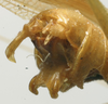 CollectionObject 1535004; 3d082103-7375-45e8-b488-de77fffbd8e9: male cerci (paralectotype). (CollectionObject).