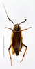 CollectionObject 1587674; MNHN(SF IMPORT DUPLICATE) MNHN-EP-EP1849, e82db171-236e-4070-928d-4eff76c41bbb: CC BY-NC-ND 4.0/MNHN - Depraetere Marion - 2014. Non type, female. Specimen number: MNHN-EP-EP1849. http://coldb.mnhn.fr/catalognumber/mnhn/ep/ep1849. (CollectionObject).