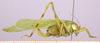 CollectionObject 1569167; 98c3e9bc-20b8-482e-856f-b775b81c68f5, cbt101s01: female, lateral view. (CollectionObject).