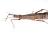 CollectionObject 1561595; 68d0547e-6685-4782-b266-e2a0e5f91570: copyright ZMUH, Hamburg. female: head & thorax, dorsal view (syntype). (CollectionObject).