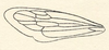 Forewing on Darnis latior Fowler, 1894: (Observation).