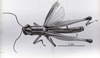 CollectionObject 1479100; ce850c82-dad8-48f5-870e-73cb26266ebc: Image C.S. Carbonell. male, dorsal view (type of Tetrataenia brachyptera). (CollectionObject).