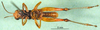 CollectionObject 1590656; 43547914-3014-4cb1-8c78-1f43f9e3e430: male, ventral view (paralectotype). (CollectionObject).