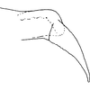 Pygofer appendages on Eterna bifida Dworakowska, 2011: Pygofer appendages (dorsal and ventral). (Observation).