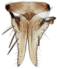 Subgenital plate: Scaphoideus omani, subgenital plates and valve, ventrally (INHS). (Observation).