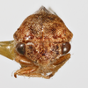 Head: !! display not done !! on Cyrtolobus rufulus Woodruff, 1924: (Observation).