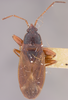 Eremocoris depressus (HOLOTYPE) (NMNH) - (CC BY-NC 3.0) - Photo by Pablo M. Dellapé with permission from the National Museum of Natural History (NMNH), Smithsonian Institution, Washington, D.C Depicts CollectionObject 1596192; 33459c3d-18ac-4293-a51f-30af3dcf6ad7, a CollectionObject.