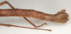 CollectionObject 1562487; fd702745-d04a-47f9-8714-1e43694d5b19: copyright St. Petersburg. female, end of abdomen, lateral view (syntype). (CollectionObject).