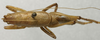 CollectionObject 1534991; 4c15cd85-5922-4c2d-ba6d-a31f2791f655: male, dorsal view (syntype). (CollectionObject).