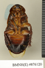 CollectionObject 1572844; 3f7a331d-b3d6-4132-a9b4-3245008e4c77: Copyright Natural History Museum, London. Non-type (adult female) in BM(NH). Ventral view. (CollectionObject).