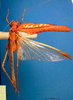 CollectionObject 1500608; 195d9e36-1b3d-4545-bb1f-167f8f4800d0, DORSA BTtroamyHTM: male, dorsal view (holotype). (CollectionObject).
