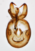 Aedeagus, posterior view: !! display not done !! on Pissonotus nigriculus Morgan & Beamer, 1949: (Observation).