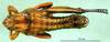 CollectionObject 1501167; 48613de3-b97d-4624-a70e-eb36ffe2c33d, DORSA BA000828S01: male, dorsal view (holotype of Nocaracris cyanipes ornatus). (CollectionObject).