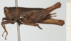 CollectionObject 1517903; b543741c-a62a-4cf1-b5ea-7be3cf0aeb9f, NHMUK10924423: female, lateral view (holotype). (CollectionObject).