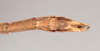 CollectionObject 1557825; 87f9a19e-e234-4e6b-b475-4fa501d1a9d7: copyright Natural History Museum, London. male: end of abdomen, ventral view of Chondrostethus woodfordi (syntype). (CollectionObject).;CollectionObject 1557826; 50d4ed4c-0940-4f37-b3fe-450e20f5d380: copyright Natural History Museum, London. male: end of abdomen, ventral view of Chondrostethus woodfordi (syntype). (CollectionObject).