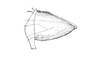 Jivarus alienus (Walker, 1870): Fig. 46. aedeagus, lateral view. (Otu).