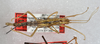 CollectionObject 1564045; cc8e551d-1ee9-4c29-97c7-5418f261e27a: copyright USNM, Washington. female juv. (paratype). (CollectionObject).;CollectionObject 1564046; 13c29edb-6430-4d08-951b-0e6cc08df320: copyright USNM, Washington. female juv. (paratype). (CollectionObject).