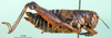 CollectionObject 1501306; edd333fa-5570-4fd7-8efe-5de9fde2d025: female, lateral view (holotype). (CollectionObject).