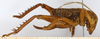 CollectionObject 1586884; 4d0f9f75-7927-4d2f-bfc4-f81e7cfcc38a: female, lateral view. (CollectionObject).