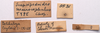 CollectionObject 1476559; 78218c33-1811-4ae4-98f5-918e69e029e6, CNMS 5531: labels (holotype). (CollectionObject).