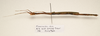 CollectionObject 1595855; bd858858-873a-4bd8-852b-3e9f15722101: copyright LKCNH, Singapore. female, lateral view (paratype). (CollectionObject).