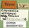 CollectionObject 1501457; 87ce4fc4-1aca-4bef-bd61-c0965a9edc78, DORSA BA000041S01: labels (holotype). (CollectionObject).