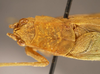 male head and pronotum, dorsal view (syntype of Phylloptera alliedea). Depicts CollectionObject 1568537; 93017c23-d9ba-4813-89e8-6bfb2ffe825e, a CollectionObject.