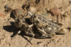 FieldOccurrence 3666; a65bed2d-e70b-4640-ab56-592d9afba7ee; near Estancia La Angostura, 2025/01/02: (FieldOccurrence).