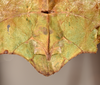 CollectionObject 1561247; 985ffc88-46ed-4992-8c74-4437d7c56b52: copyright UMO. female of Phyllium pulchrifolium end of abdomen, lateral view (holotype). (CollectionObject).