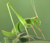 Leptophyes punctatissima (Bosc, 1792): female (Poland, Poznan). (Otu).