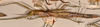 CollectionObject 1562858; 38d4d552-3136-4e0b-9115-112e2590d4e2: copyright OXUM. female, lateral view of synonym Megacrania bakeri (paratype). (CollectionObject).;CollectionObject 1562859; b118c06a-cab4-41dd-b7cf-015d9e64251c: copyright OXUM. female, lateral view of synonym Megacrania bakeri (paratype). (CollectionObject).