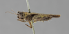 CollectionObject 1523150; c29ba76b-9572-42f8-a9a8-af1b7c7686ea: female, lateral view (holotype). (CollectionObject).