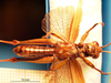 CollectionObject 1538325; aabbef28-c045-450b-9664-83088bbf36f4: male, ventral view (holotype). (CollectionObject).