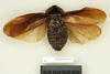 Blaberus fusiformis Walker, 1868: Copyright Natural History Museum, London. Holotype (adult male) in BM(NH). Dorsal view. (Otu).
