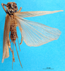 CollectionObject 1500168; 3b171173-ff6a-4c20-b9f9-6856ef12bd45, MfN 1104: female, dorsal view (holotype). (CollectionObject).