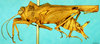 CollectionObject 1581428; cf376aa3-3ef1-4919-9ea2-398b8cfaae0e: female, lateral view. (CollectionObject).