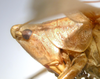 CollectionObject 1505669; e28bcb11-7e21-42cc-8942-6a6c130ea64a: male head and pronotum, lateral view (syntype of Ruspolia brevipennis). (CollectionObject).