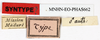CollectionObject 1595956; b80e3ed5-5487-4b4d-8f6c-10dfed95b78c: copyright MNHN, Paris. male, type data (syntype). (CollectionObject).