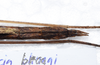 CollectionObject 1576187; 03a8f283-3590-45df-b165-9dc15fd95ddf: copyright SPM, Kinabalu. female: end of abdomen, dorsal view (paratype). (CollectionObject).